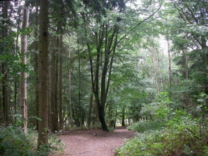 Sulham Woods